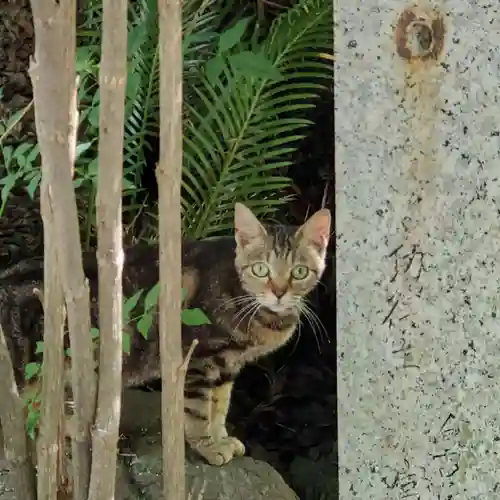 西光寺（相持院）の動物