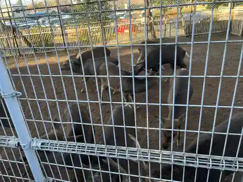 相州春日神社(神奈川県)