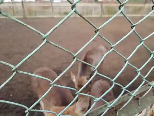 相州春日神社の動物