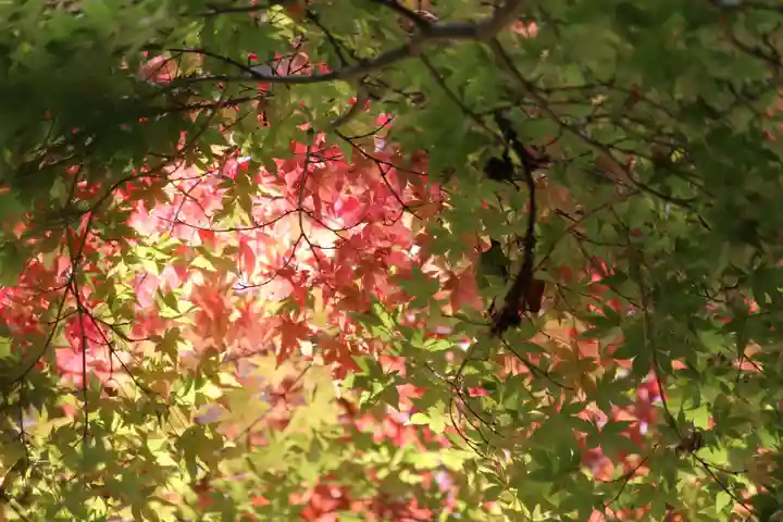 国宝 大法寺の自然
