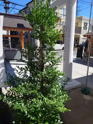 出雲大社埼玉分院(埼玉県)