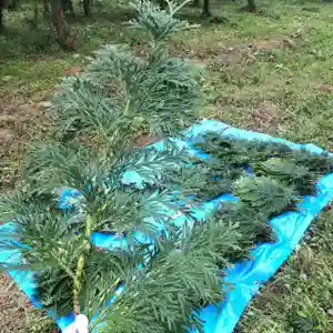 七重浜海津見神社の授与品その他(2023年09月27日(水) 08時37分16秒投稿)