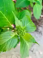 滑川神社 - 仕事と子どもの守り神の自然