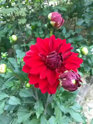 岡寺(龍蓋寺)(奈良県)