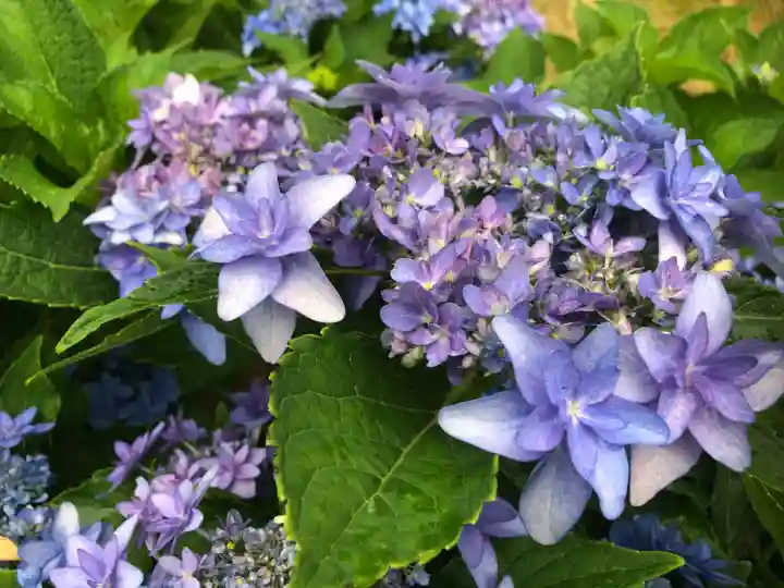 三室戸寺の自然