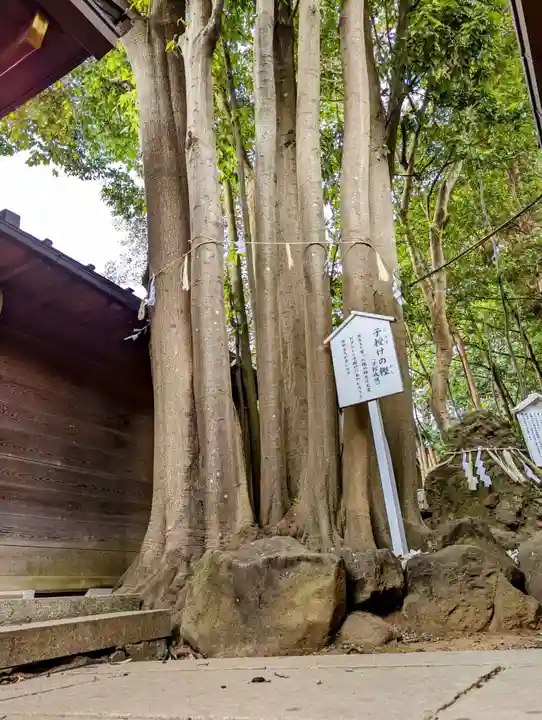 検見川神社の自然