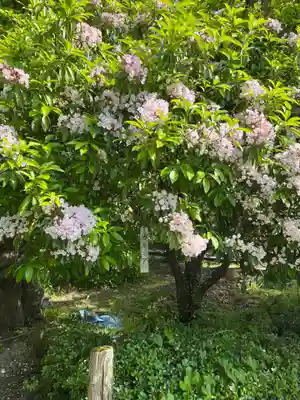 長泉院(埼玉県)