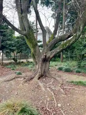 関間神明神社(埼玉県)