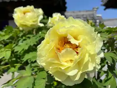 真言宗　善通寺派　薬王寺(香川県)