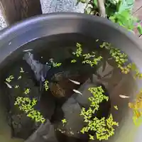 青林山 延命寺の動物