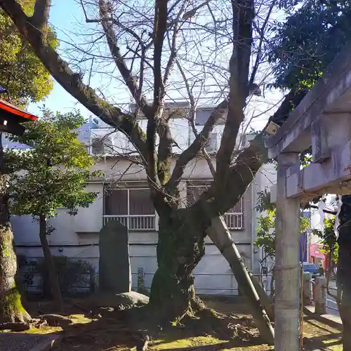 柿の木坂北野神社の自然