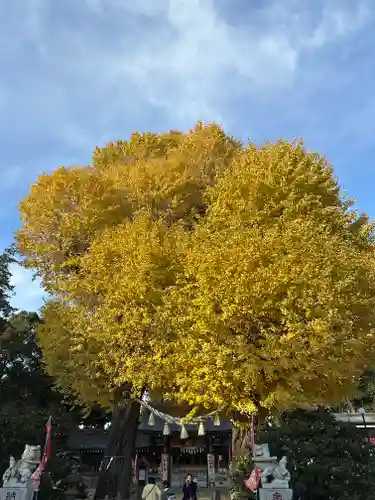 亀ケ池八幡宮(神奈川県)