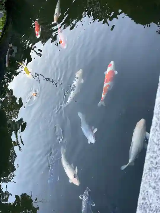 豊川閣 妙厳寺の動物