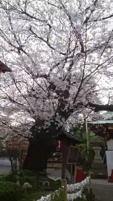 居木神社(東京都)