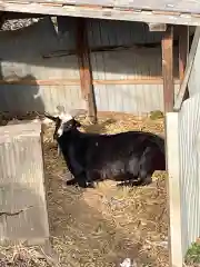 賀茂別雷神社の動物