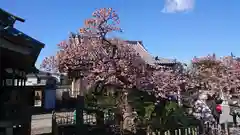 西新井大師総持寺の景色