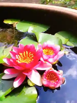 愛染院(東京都)