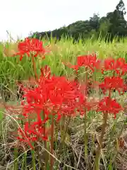 斑鳩神社の自然