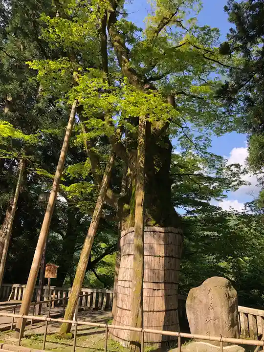白山比咩神社の自然