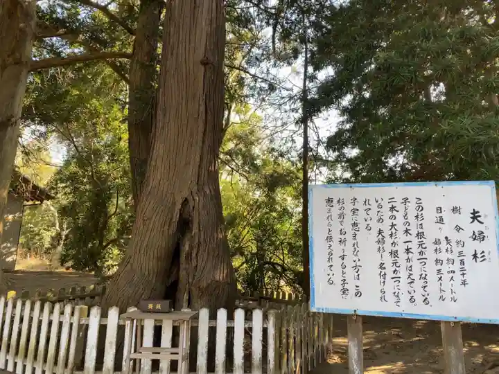 鎌数伊勢大神宮の自然
