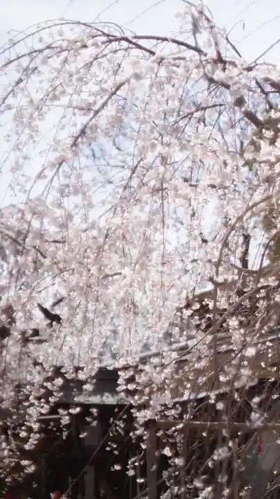 平野神社(京都府)