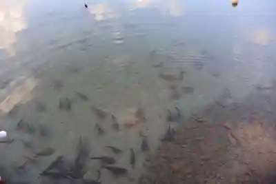 金豊龍神社(鹿児島県)