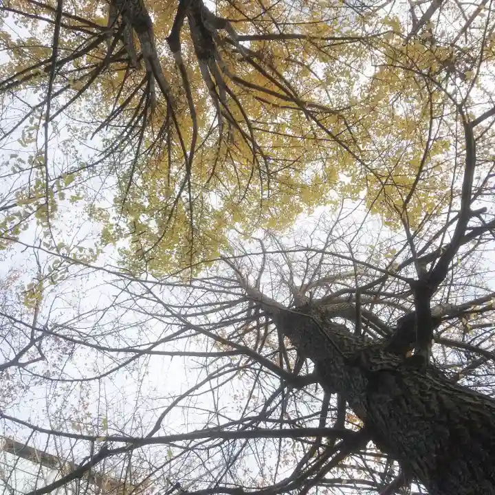 銀杏八幡宮の自然