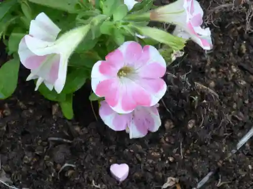 留辺蘂神社の自然