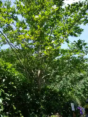 明月院(神奈川県)