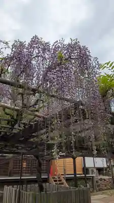 葛井寺(大阪府)