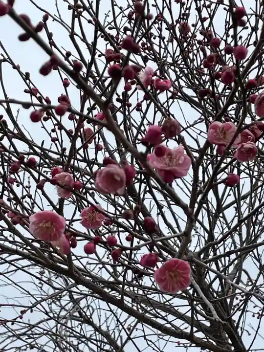 大覚寺(京都府)