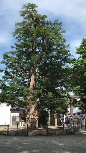 豊栄神社の自然