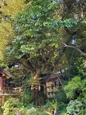 東京大神宮(東京都)