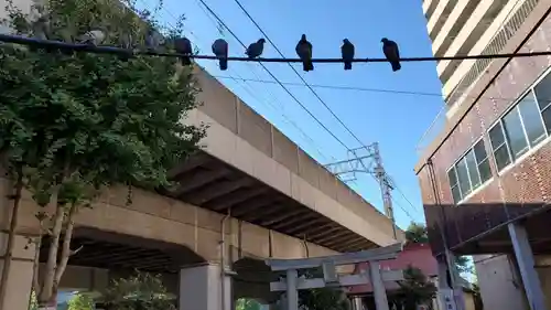 梅島天満宮の動物