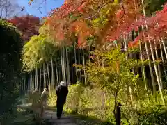 長壽寺（長寿寺）の自然