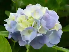 藤森神社の自然