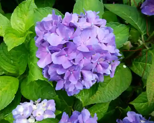 江部乙神社の自然