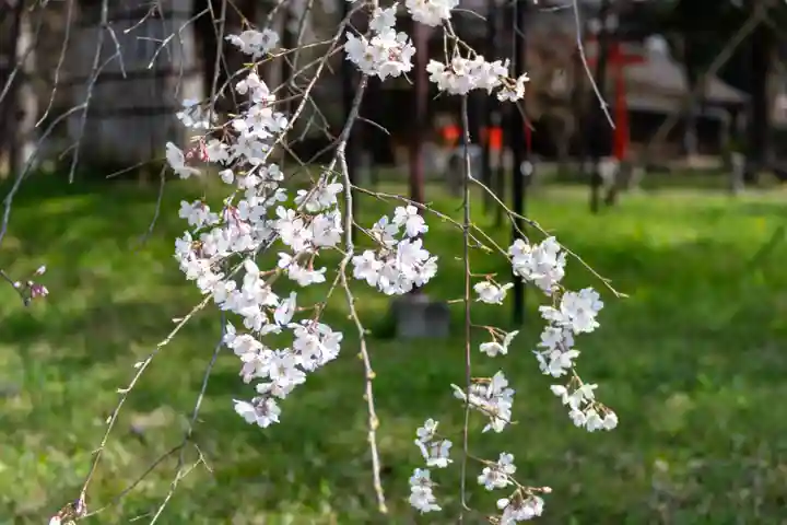 賀茂別雷神社(上賀茂神社)(京都府)
