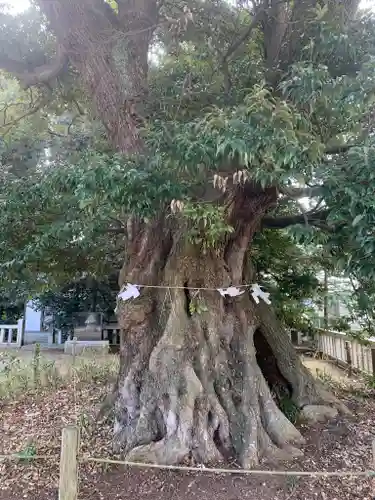 鹿島神社の自然