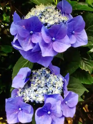 宝祥寺(東京都)