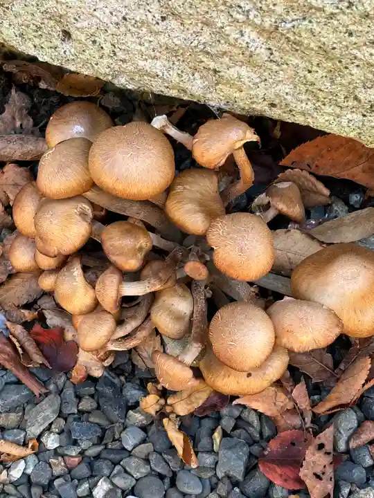 田中神社(滋賀県)