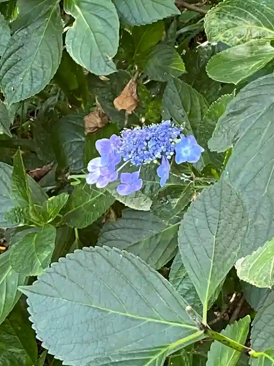 高幡不動尊 金剛寺(東京都)