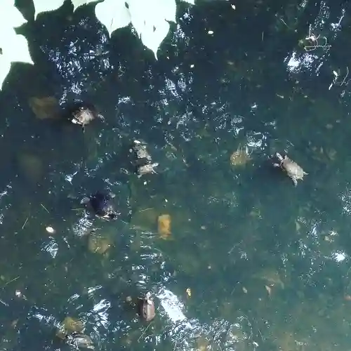 明治神宮の動物