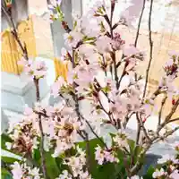 彌彦神社 (伊夜日子神社)の手水舎