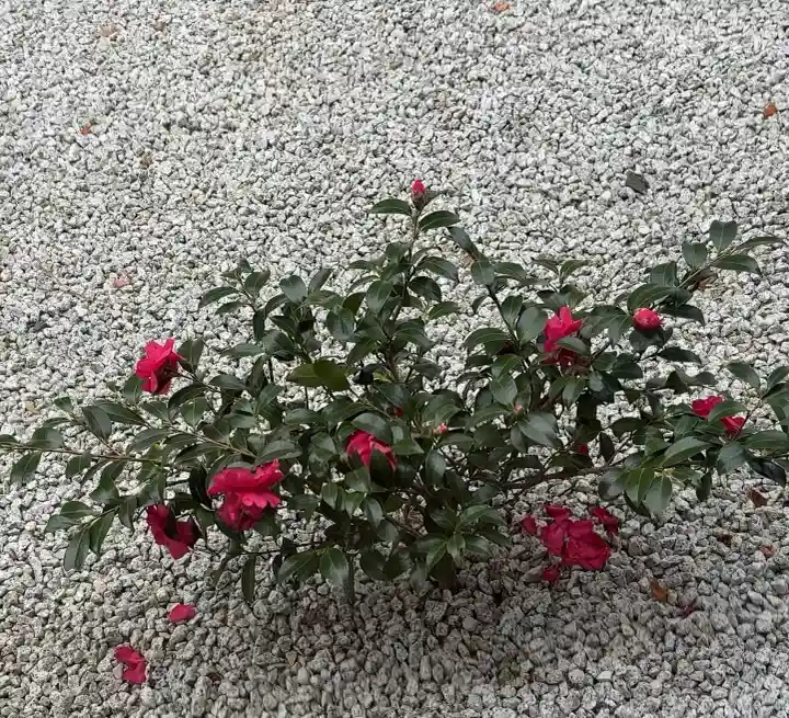 興聖寺の{uncategorized: "未分類", other: "その他", undefined: "問題あり", building: "その他建物", grave: "お墓", sacred_gate: "鳥居", guardian: "狛犬", statue: "像", buddha: "仏像", history: "歴史", nature: "自然", garden: "庭園", animal: "動物", pagoda: "塔", temizu: "手水舎", mountain_gate: "山門・神門", sanctuary: "本殿・本堂", subordinate: "末社・摂社", art: "芸術", scenery: "景色", jizo: "地蔵", ema: "絵馬", goshuin: "御朱印", omikuji: "おみくじ", items: "授与品その他", amulet: "お守り", goshuincho: "御朱印帳", eats: "食事", festival: "お祭り", votive_dance: "神楽", shichigosan: "七五三参", wedding: "結婚式", experience: "体験その他", initially: "初詣", around: "周辺", anti_infection: "感染症対策"}