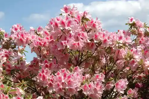 五大尊堂(長徳寺)の自然