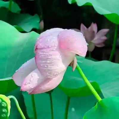 伊勢の国 四天王寺(三重県)