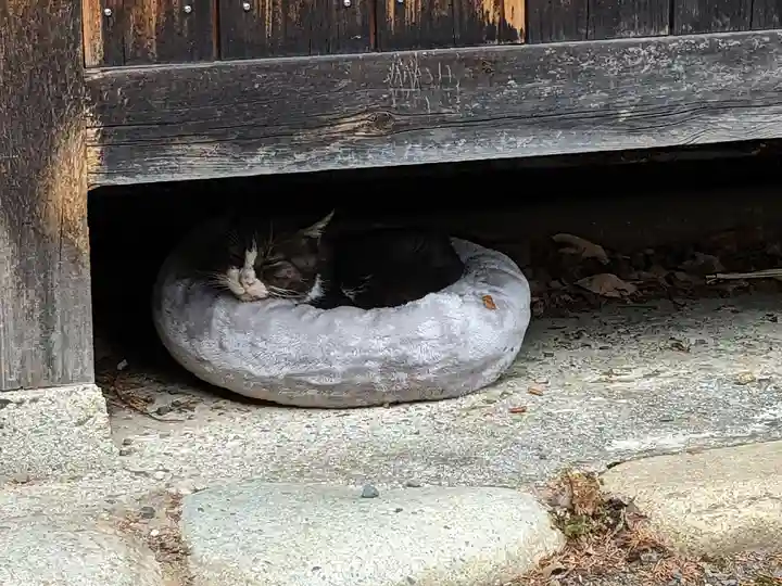八幡社(柏井町)の動物
