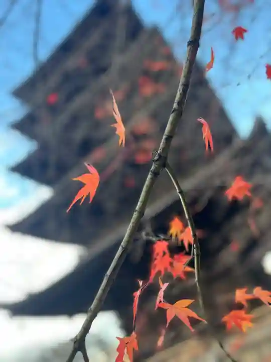東寺(教王護国寺)の自然