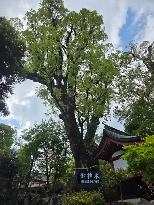 鹿児島神宮(鹿児島県)